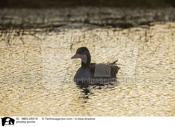 greylag goose / MBS-26919