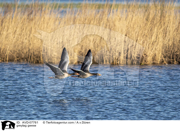 greylag geese / AVD-07761