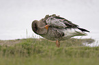 Greylag Goose