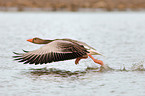 graylag goose