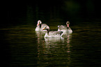 greylag geese