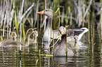 greylag geese