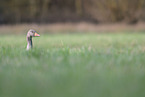 greylag goose