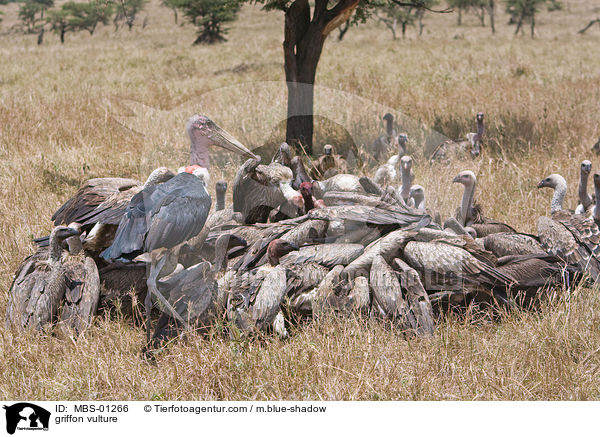 Gnsegeier / griffon vulture / MBS-01266