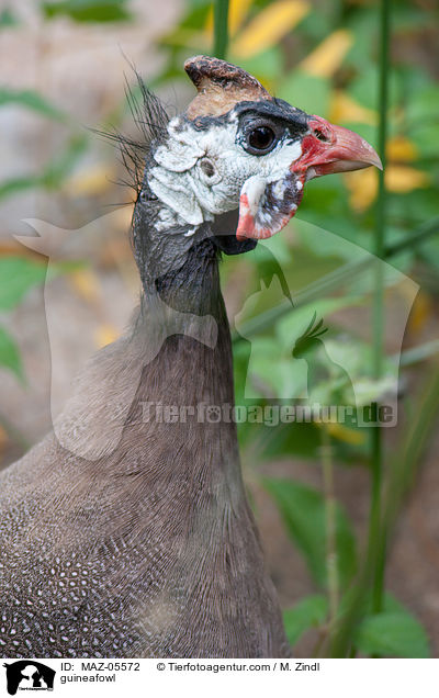 Perlhuhn / guineafowl / MAZ-05572