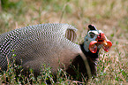 guinea fowl