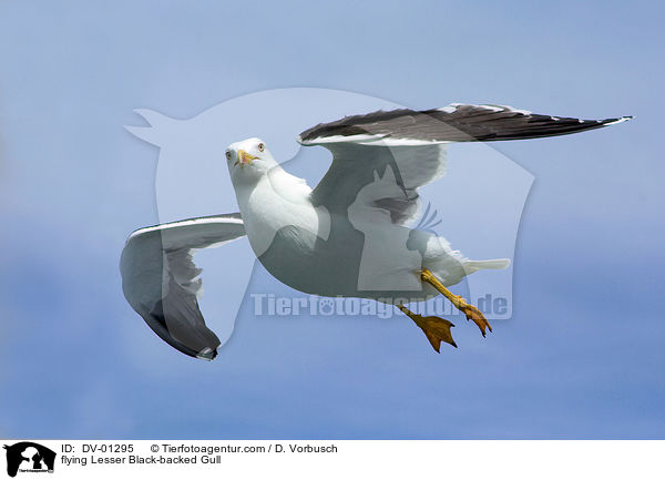fliegende Mwe / flying Lesser Black-backed Gull / DV-01295