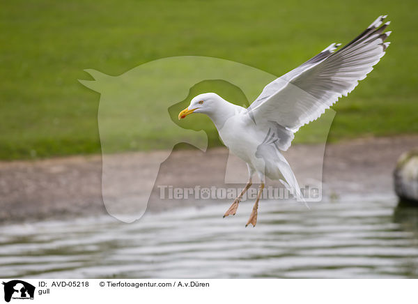 Mwe / gull / AVD-05218