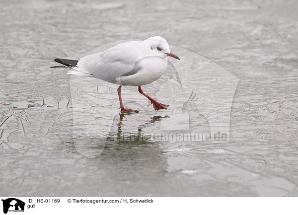 gull / HS-01169