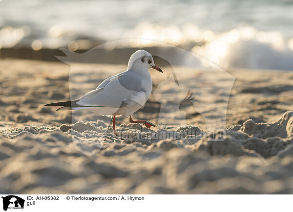 gull / AH-06382