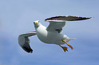 flying Lesser Black-backed Gull