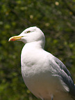 gull