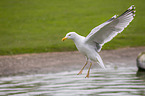 gull