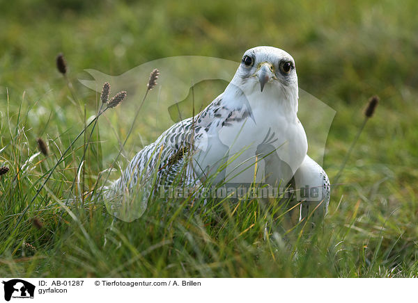 gyrfalcon / AB-01287