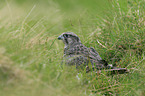 young gyrfalcon