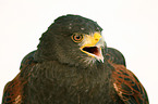 Harris hawk