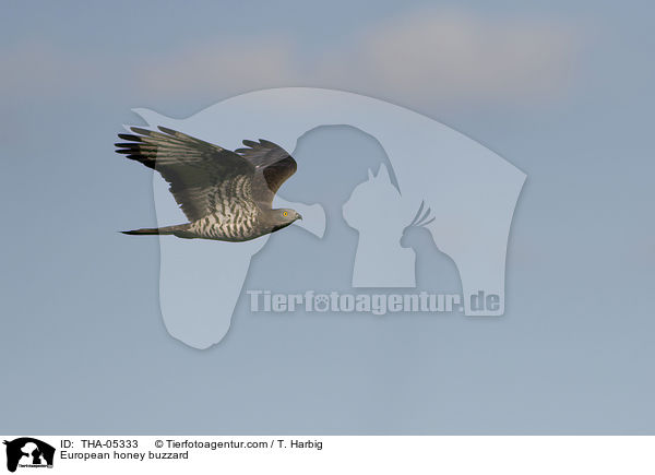 European honey buzzard / THA-05333