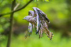 European honey buzzard