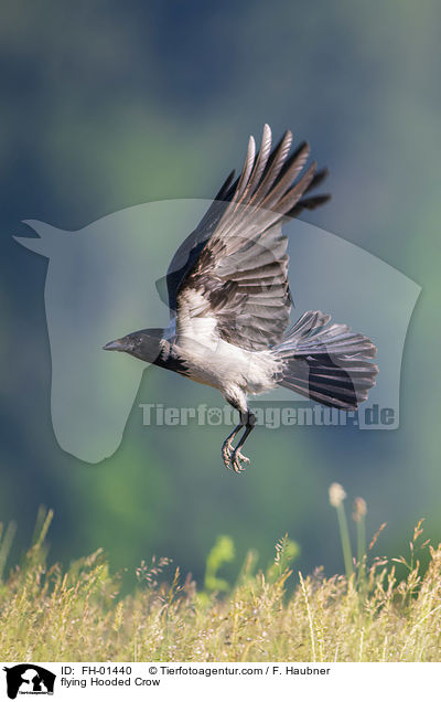 flying Hooded Crow / FH-01440