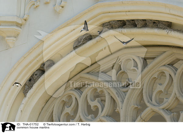 common house martins / THA-01752