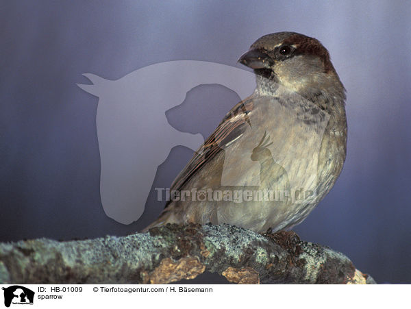 sparrow / HB-01009