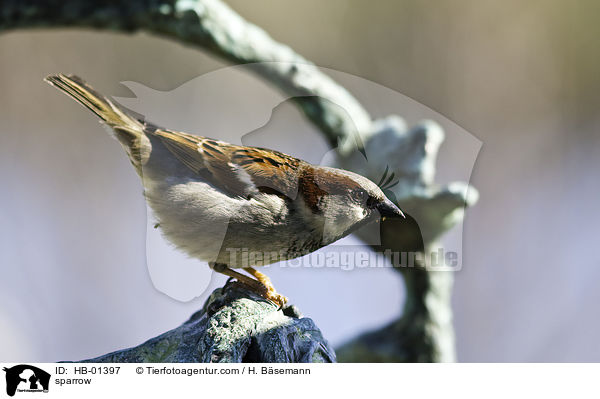 sparrow / HB-01397