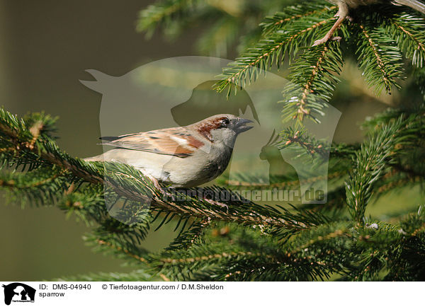 Haussperling / sparrow / DMS-04940