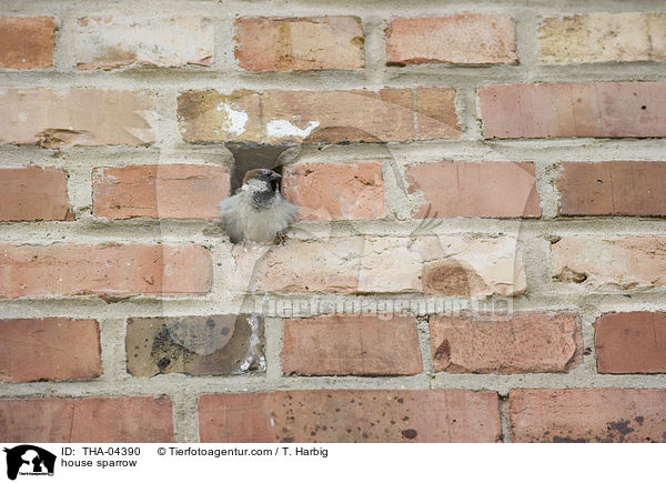 house sparrow / THA-04390