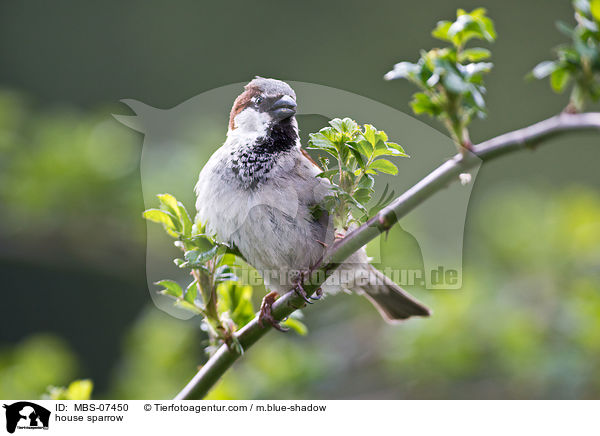 house sparrow / MBS-07450