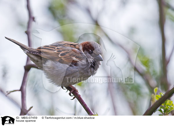 house sparrow / MBS-07459