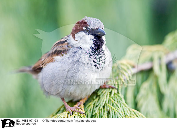 house sparrow / MBS-07463