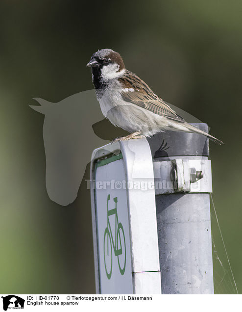 Haussperling / English house sparrow / HB-01778