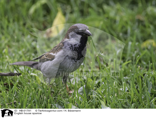 English house sparrow / HB-01781