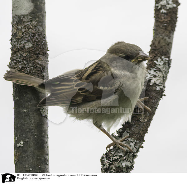 English house sparrow / HB-01809