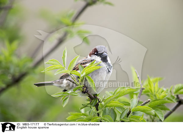 Haussperling / English house sparrow / MBS-17177