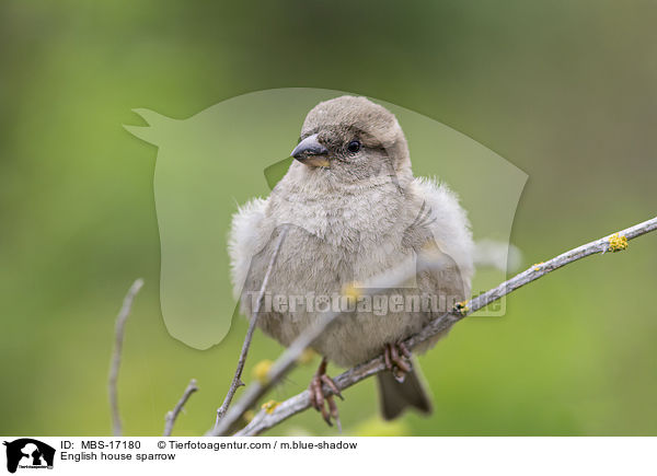 English house sparrow / MBS-17180