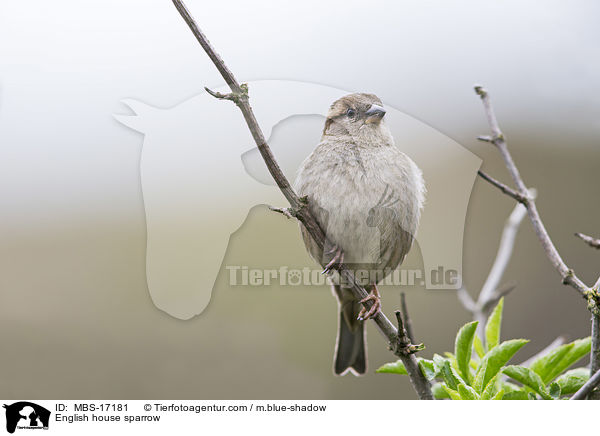 Haussperling / English house sparrow / MBS-17181