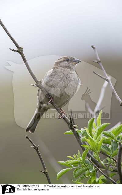 English house sparrow / MBS-17182