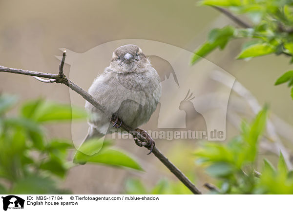 Haussperling / English house sparrow / MBS-17184