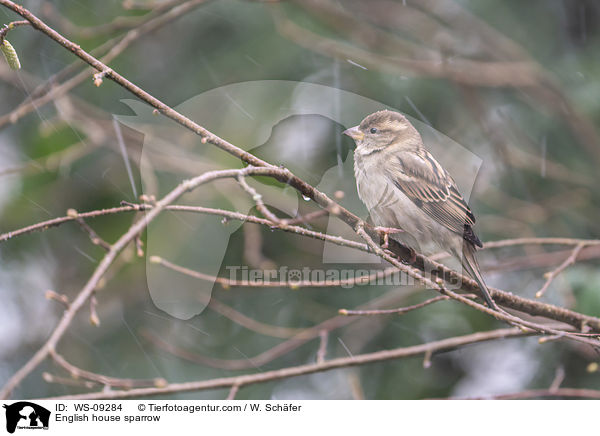 English house sparrow / WS-09284
