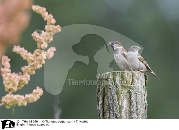 English house sparrows / THA-08556