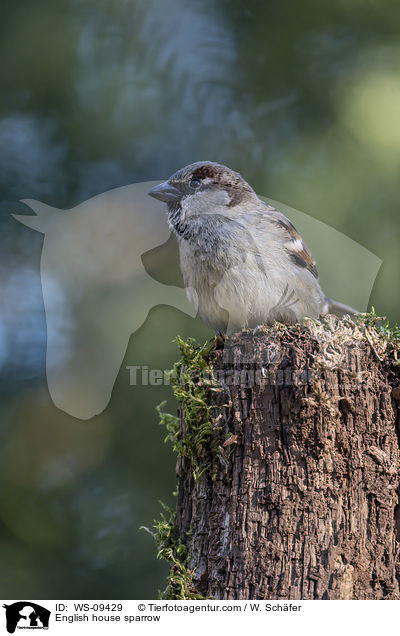 English house sparrow / WS-09429