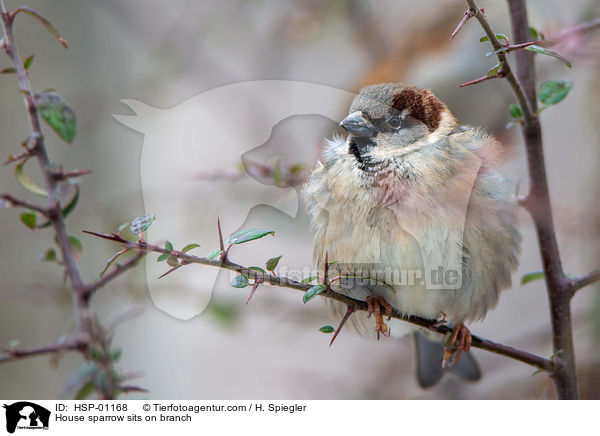 House sparrow sits on branch / HSP-01168