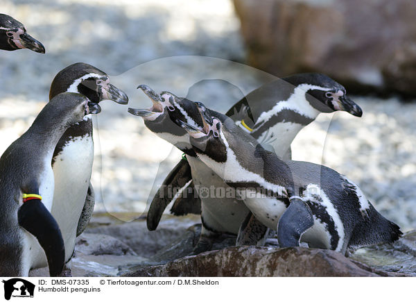 Humboldtpinguine / Humboldt penguins / DMS-07335