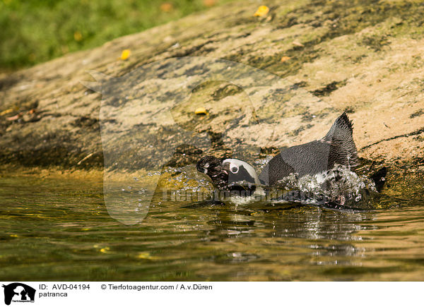 Humboldtpinguin / patranca / AVD-04194