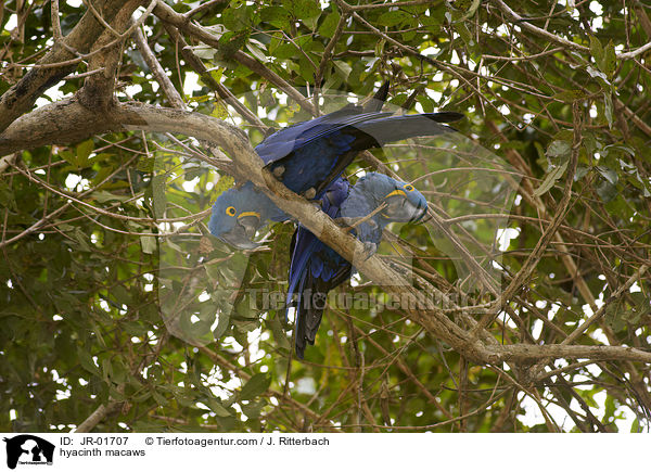 hyacinth macaws / JR-01707