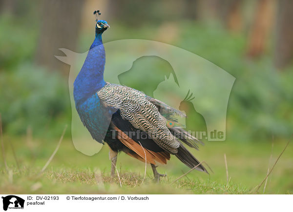 peafowl / DV-02193