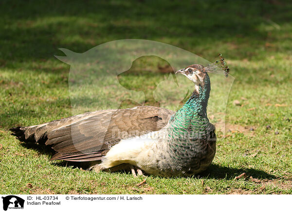 Blau indischer Pfau / Indian Peafowl / HL-03734