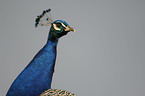 peafowl