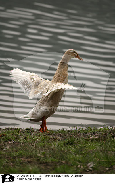 Indian runner duck / AB-01576